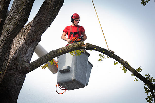 Dead Tree Removal in Athens, TN